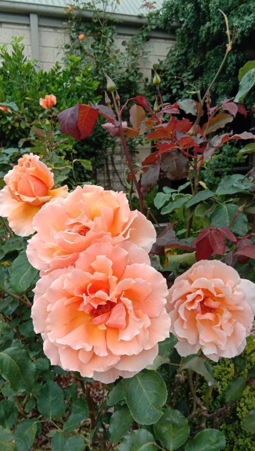 Rose & Stream Retreat Lejlighed Waikuku Eksteriør billede